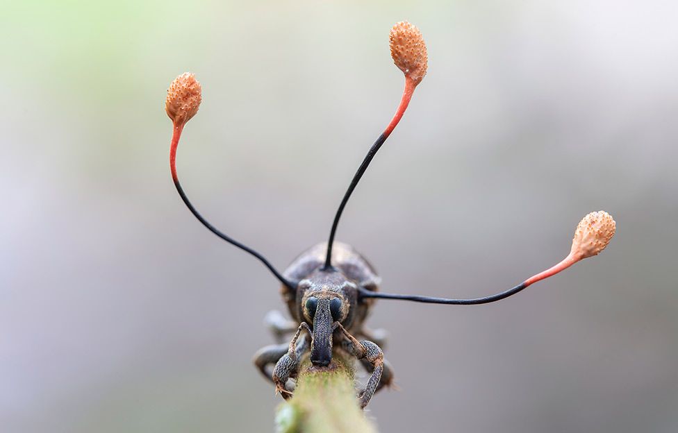La imagen de un «hongo zombi» que toma el control absoluto de un escarabajo en Perú